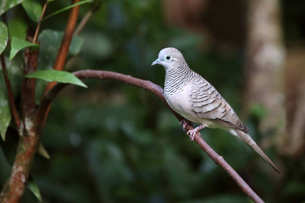 Burung Perkutut Penentu Jodoh