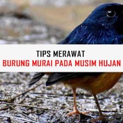 Tips Merawat Murai