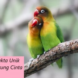 Fakta Unik Burung Cinta