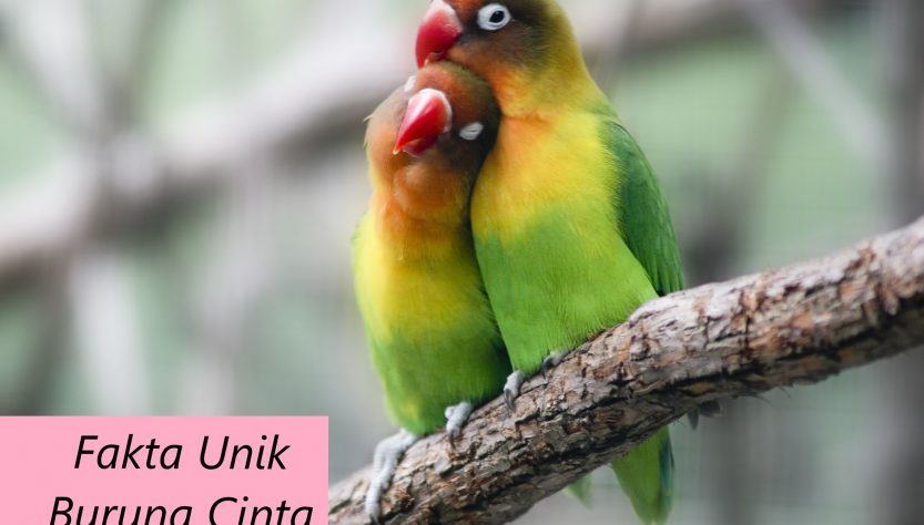 Burung Love Bird