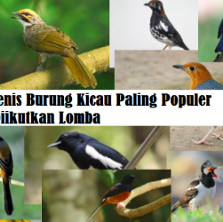 Jenis Burung Kicau Paling Populer Diikutkan Lomba