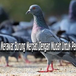 Cara Merawat Burung Merpati Dengan Mudah Untuk Pemula