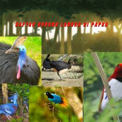 Daftar Burung Langka Di Papua