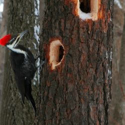 Jenis Burung Woody Woodpecker