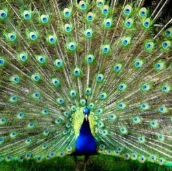 burung merak