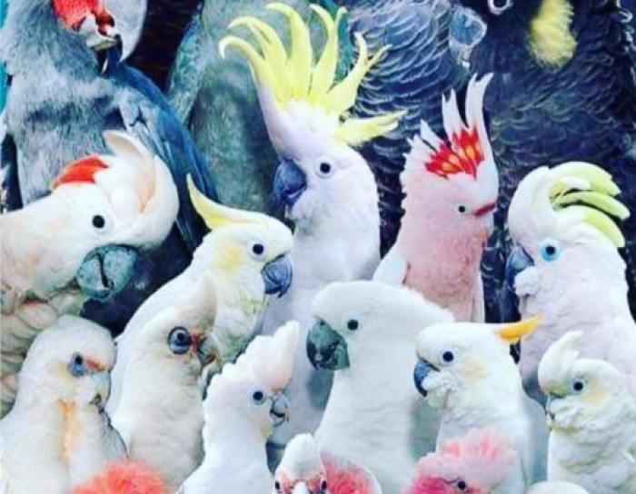 Tiga Jenis Burung Kakaktua yang Menggemaskan Ini Terhitung Hewan Eksotis!