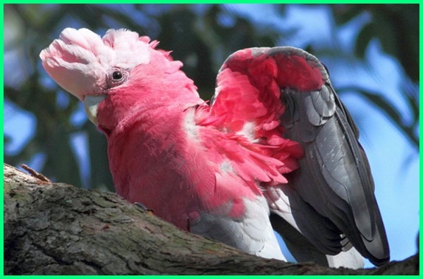 Galah Cockatoo