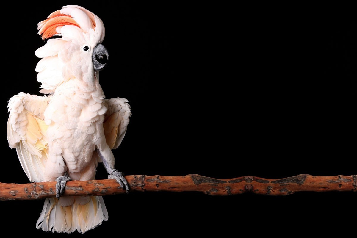 Moluccan Cockatoo