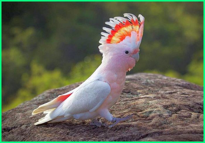 Pink Cockatoo