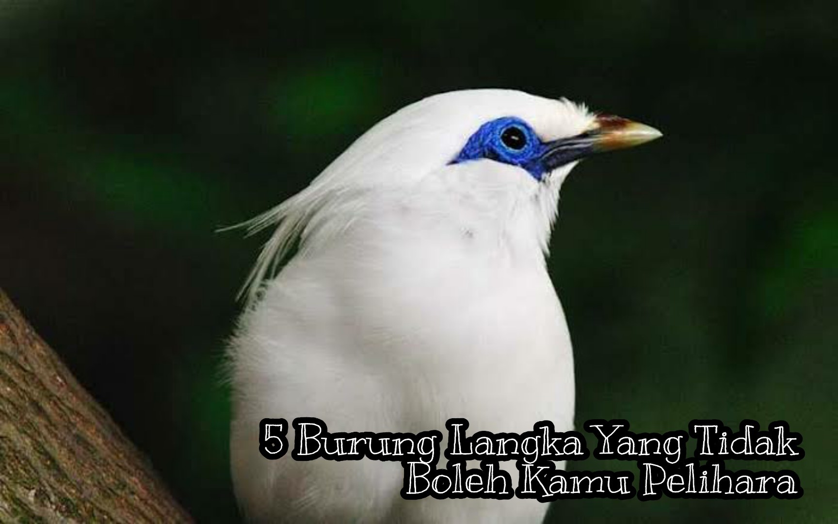 5 Burung Langka Yang Tidak Boleh Kamu Pelihara