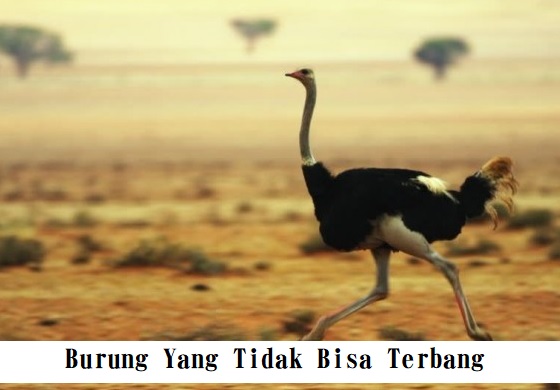 Burung Yang Tidak Bisa Terbang