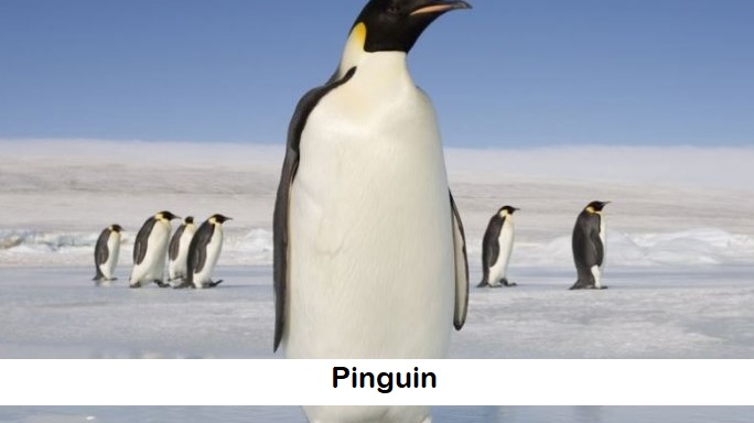 pinguin