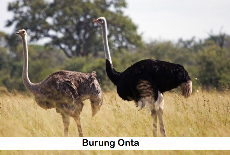 Burung Onta