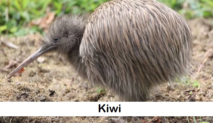 Kiwi