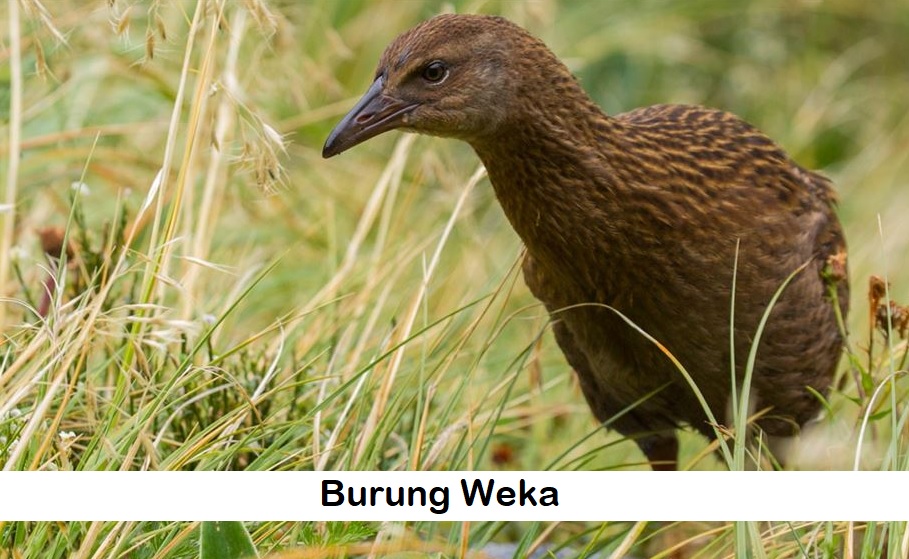 Weka