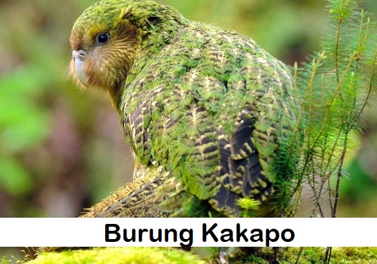Kakapo