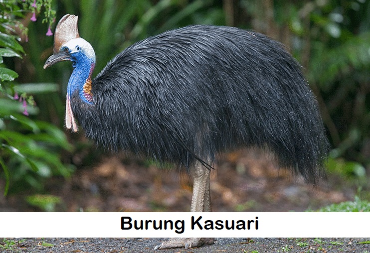 kasuari