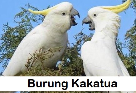 Burung Kakatua
