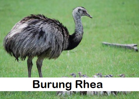burung rhea