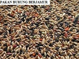 Pakan Burung yang Berjamur