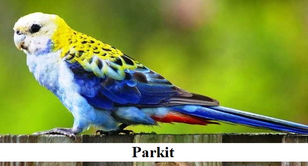 Parkit