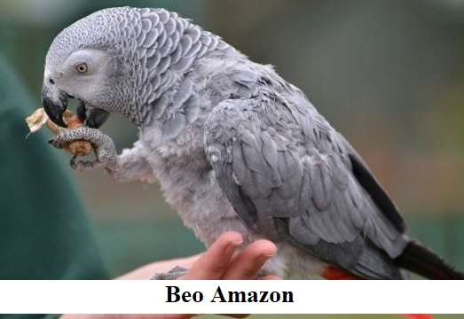 Beo Amazon