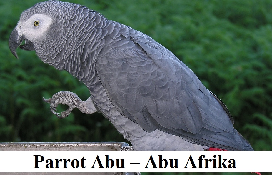 Parrot Abu – Abu Afrika