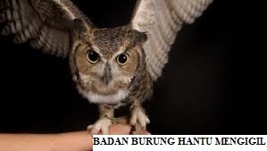 burung hantu