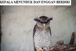 burung hantu