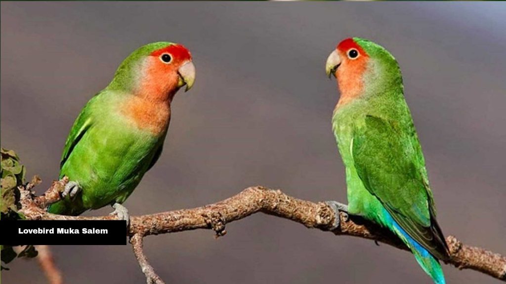 Jenis-jenis Burung Lovebird
