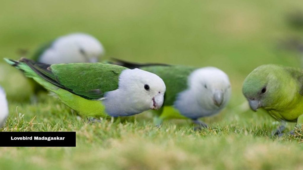 Lovebird Madagaskar