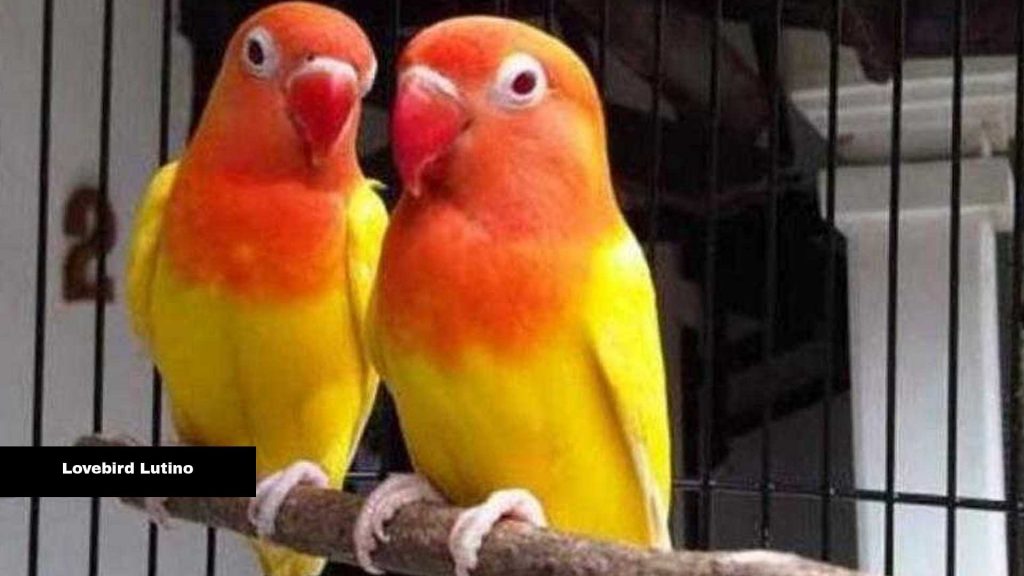 Lovebird Lutino