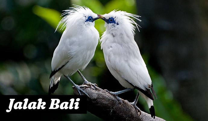 5 Jenis Burung Langka Yang Terdapat di Indonesia