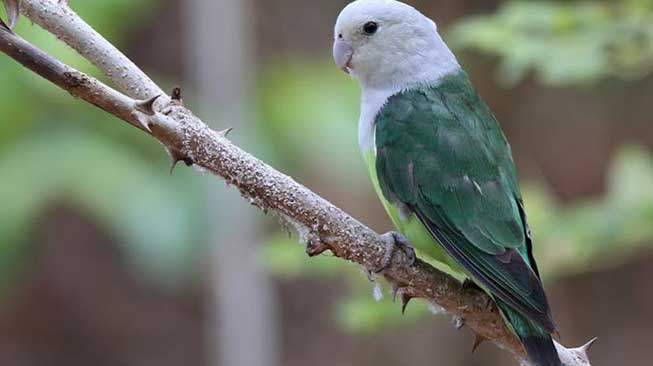 Lovebird Madagaskar