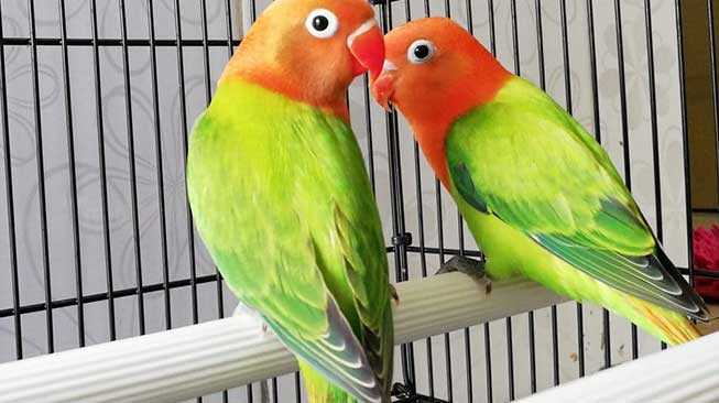 Lovebird Parblue