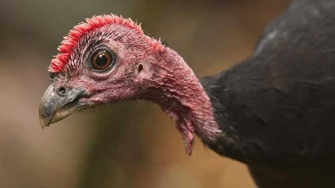 Maleo Waigeo