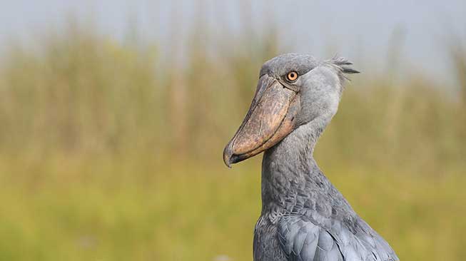 Shoebill