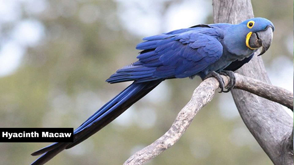 Hyacinth Macaw