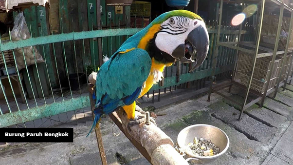Burung Paruh Bengkok