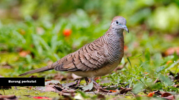 Burung perkutut