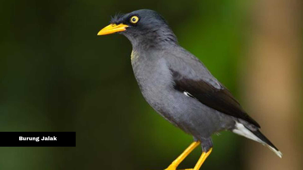 Burung Jalak