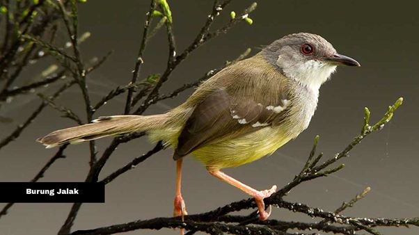 Burung Ciblek