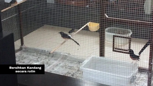 Bersihkan Kandangnya