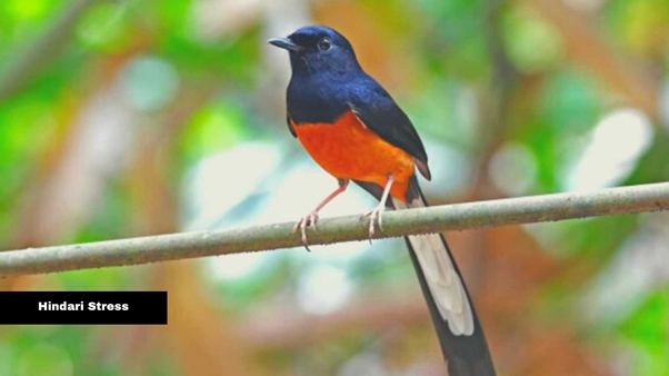 Hindari Stress