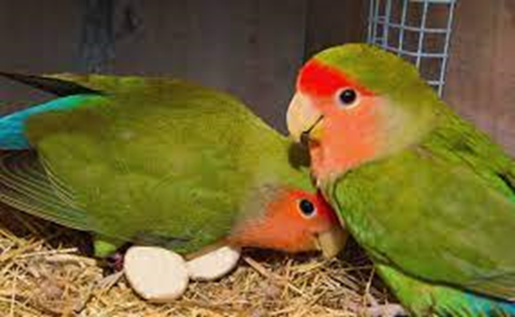 Burung Lovebird Bertelur