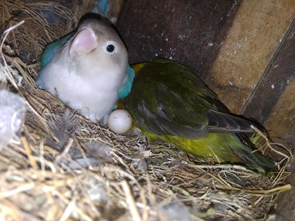 Burung lovebird
