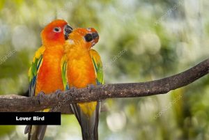 Lover Bird