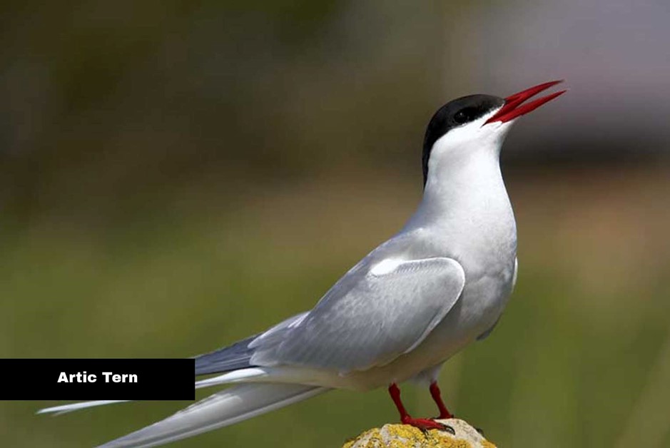 Artic Tern