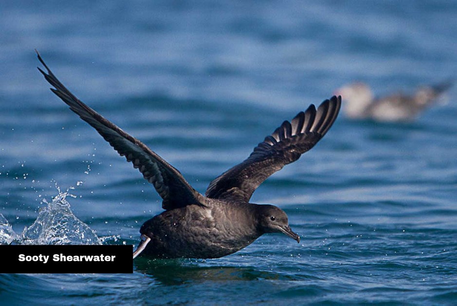 Sooty Shearwater