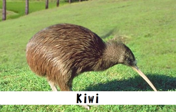 Kiwi